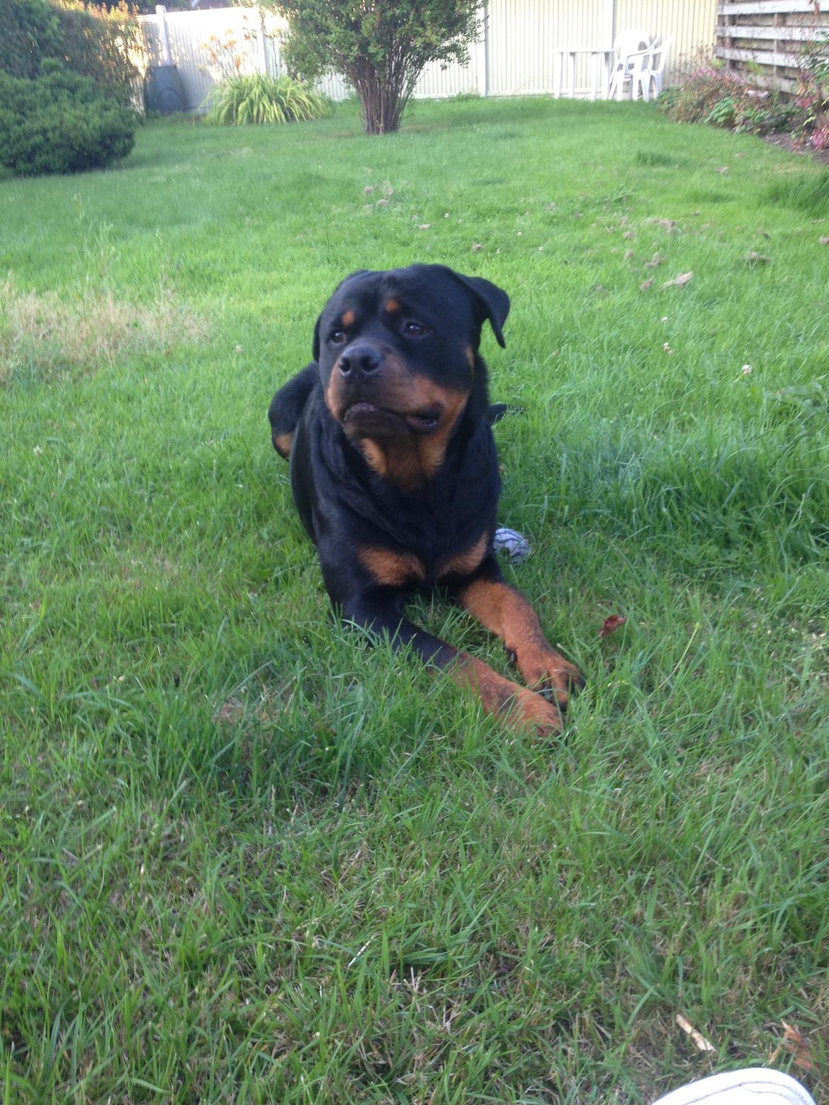 Rottweiler Anton billede 15