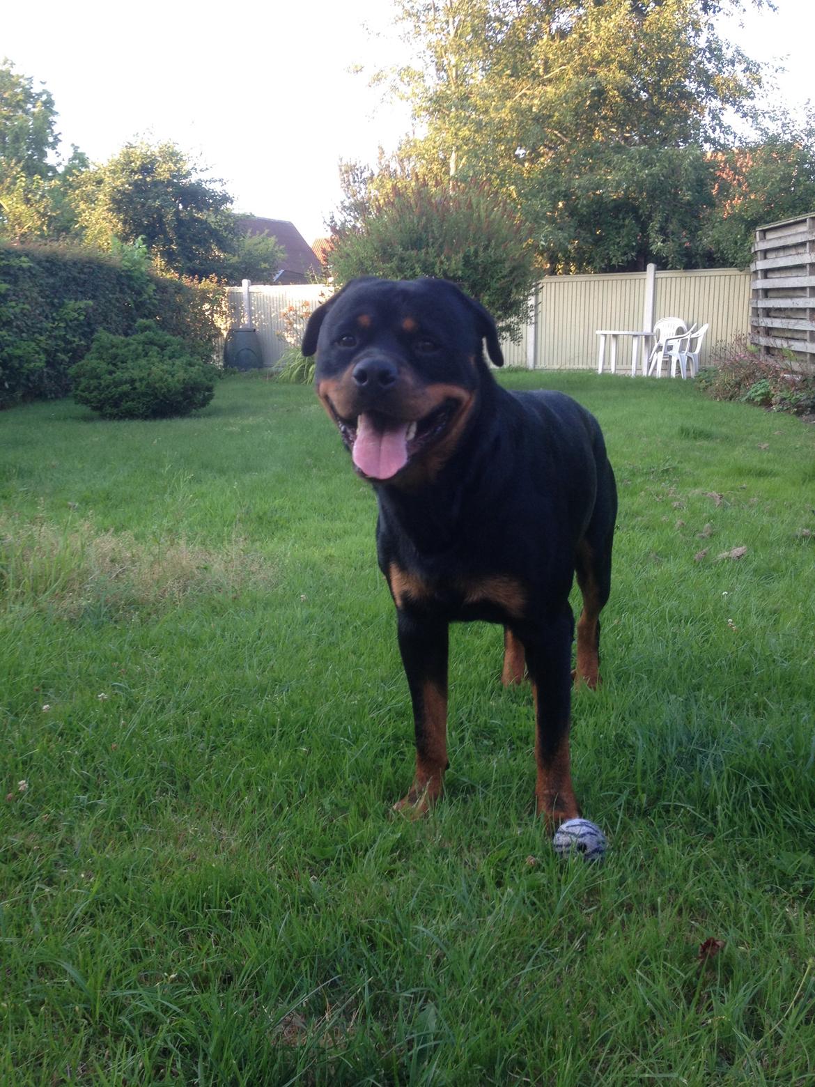 Rottweiler Anton billede 16