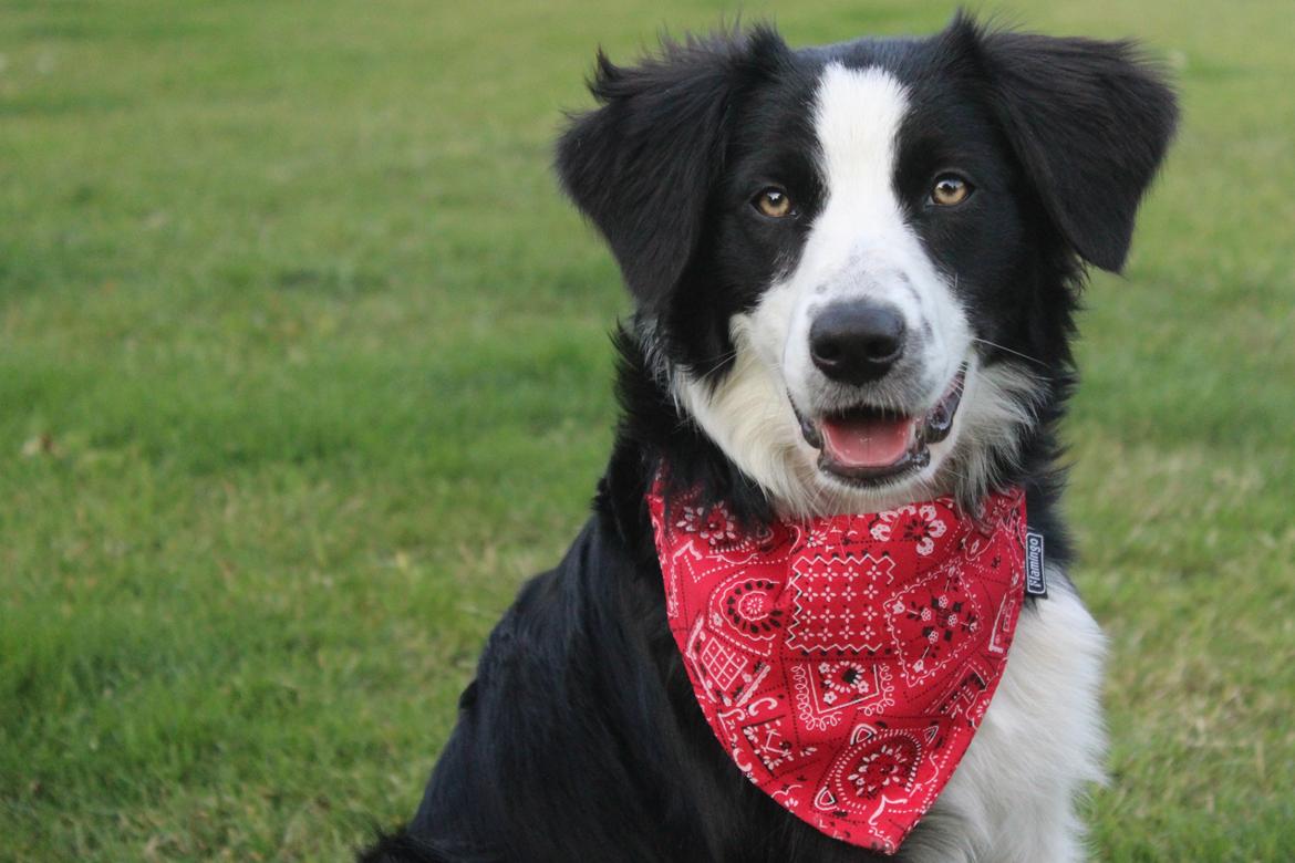 Border collie og labrador -Bailey billede 3