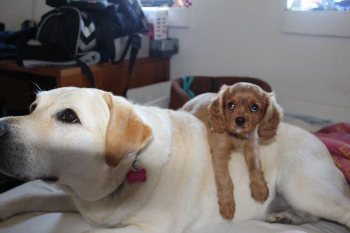 Cavalier king charles spaniel Molly - Nala jeg håber ikke du har noget imod at jeg hænger lidt ud her <3 billede 15