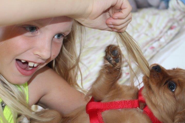 Cavalier king charles spaniel Molly - RRrr jeg er en FARLIG vovse som æder dit hår.... :) billede 17