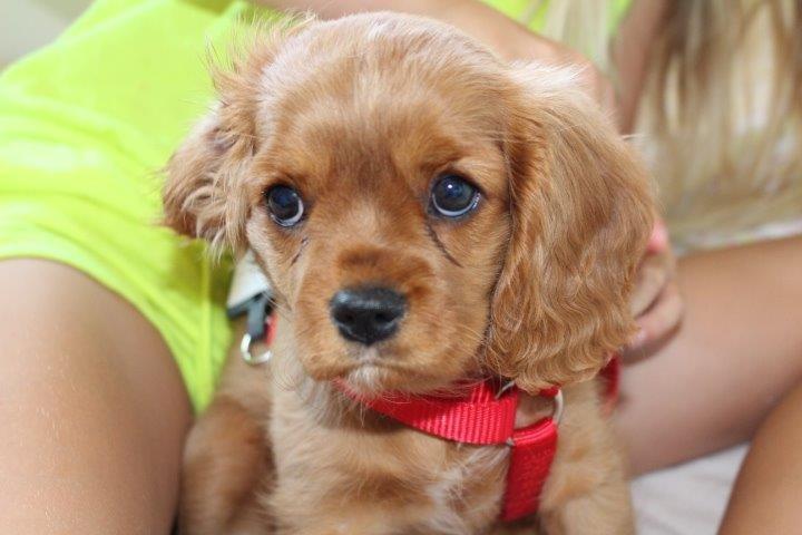 Cavalier king charles spaniel Molly billede 18