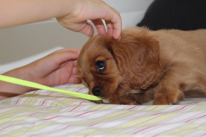 Cavalier king charles spaniel Molly billede 19