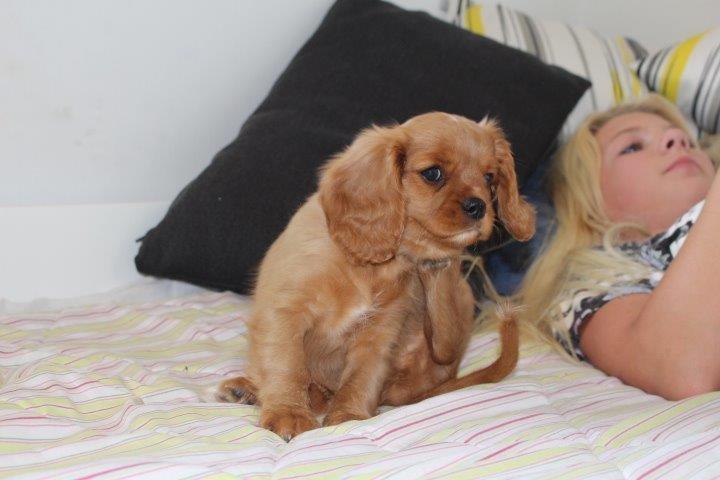 Cavalier king charles spaniel Molly - Århh det klør bare sådan... billede 20