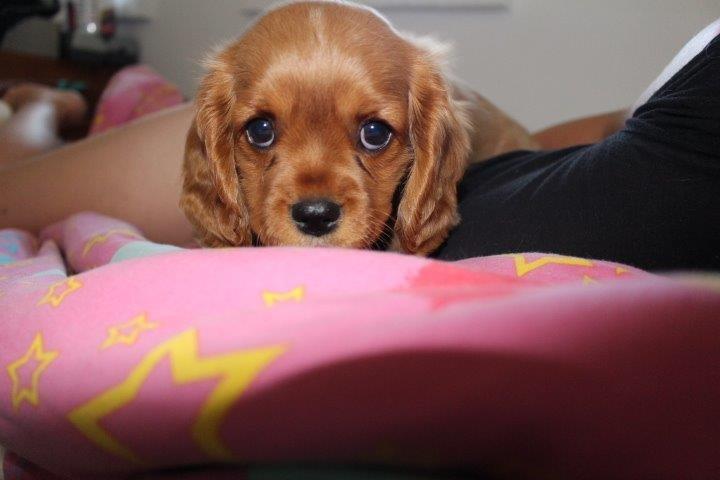 Cavalier king charles spaniel Molly billede 21