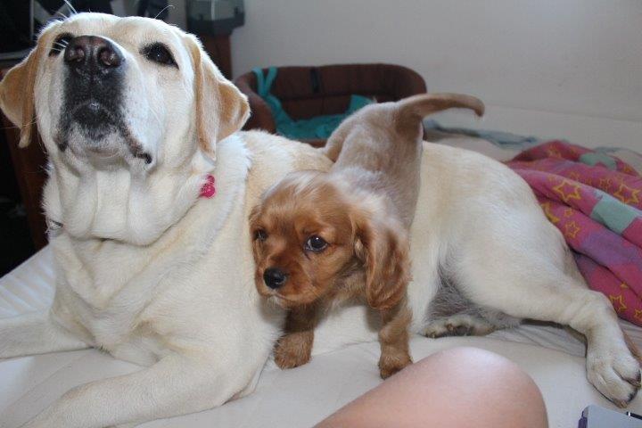 Cavalier king charles spaniel Molly - Jeg kommer ned nu okay:) billede 16