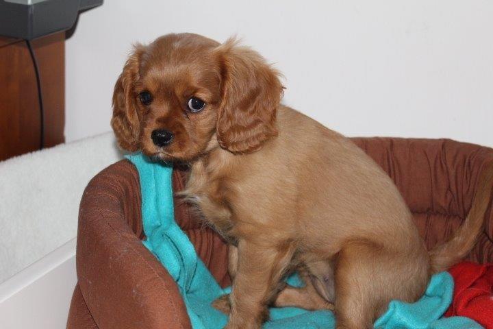 Cavalier king charles spaniel Molly billede 22