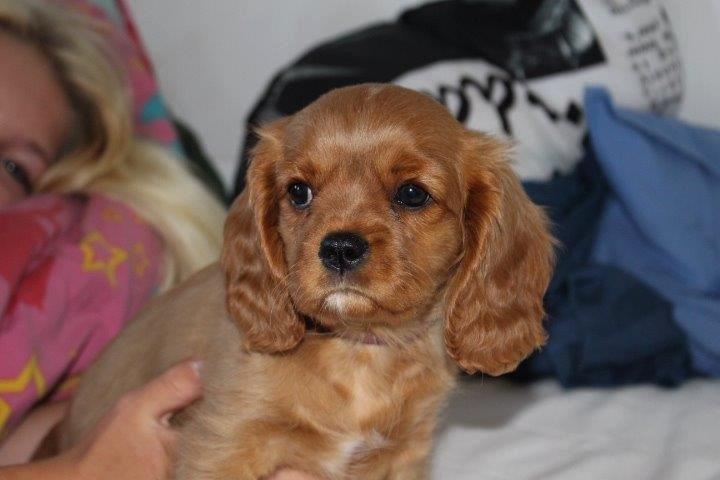 Cavalier king charles spaniel Molly billede 14