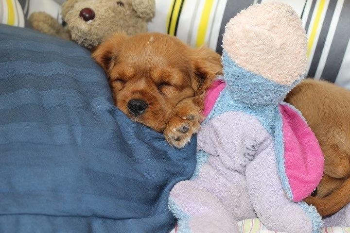 Cavalier king charles spaniel Molly - Molly er vist tak nu så jeg tror vi runder af nu:) tak for kigget og læg venligst en bedømmelse og komentar inden du smutter så bliver vi glade<3 billede 23