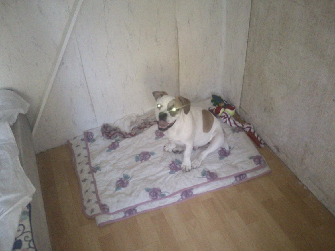 Olde english bulldogge Don - Eye of the tiger billede 7