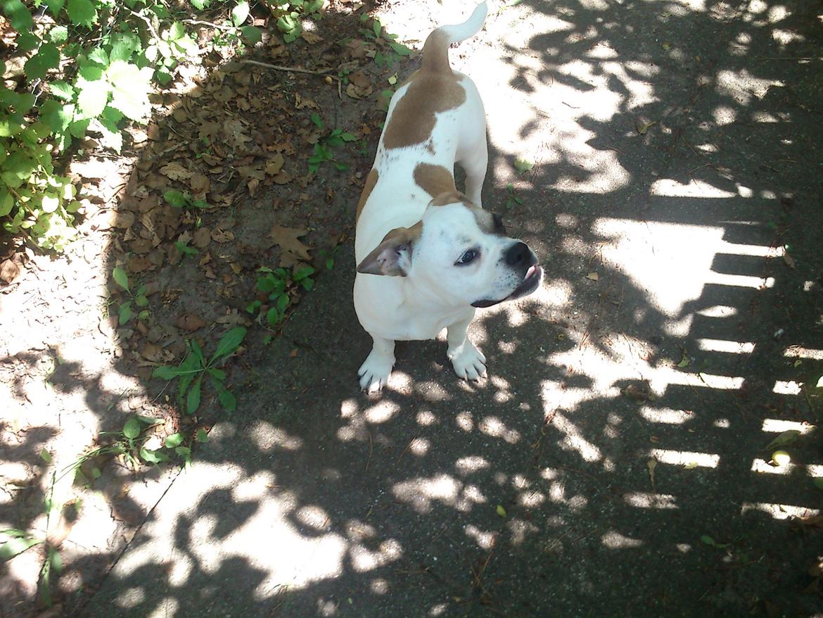 Olde english bulldogge Don - Min have billede 6