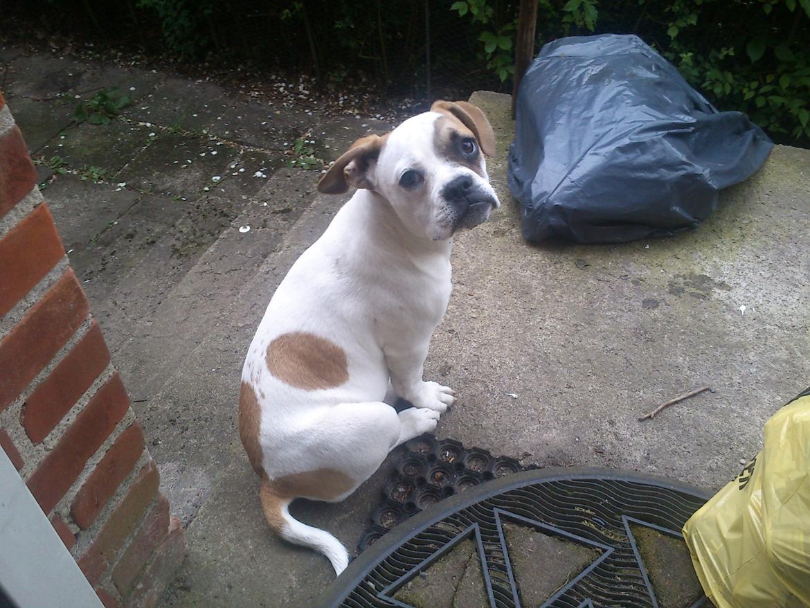 Olde english bulldogge Don - Hallo Nenad billede 2