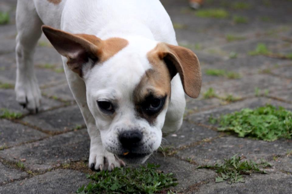 Olde english bulldogge Don - Er det et Canon? billede 1
