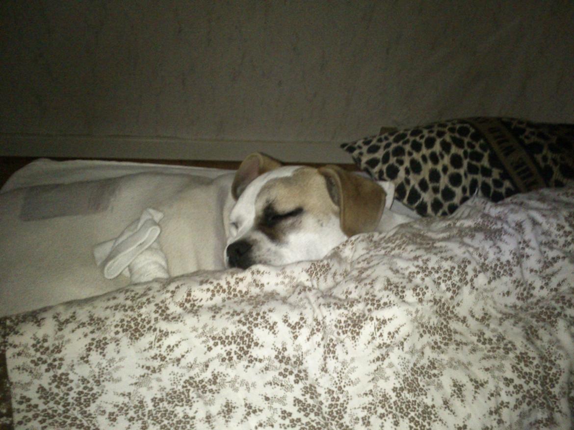 Olde english bulldogge Don - Første Morfar billede 4