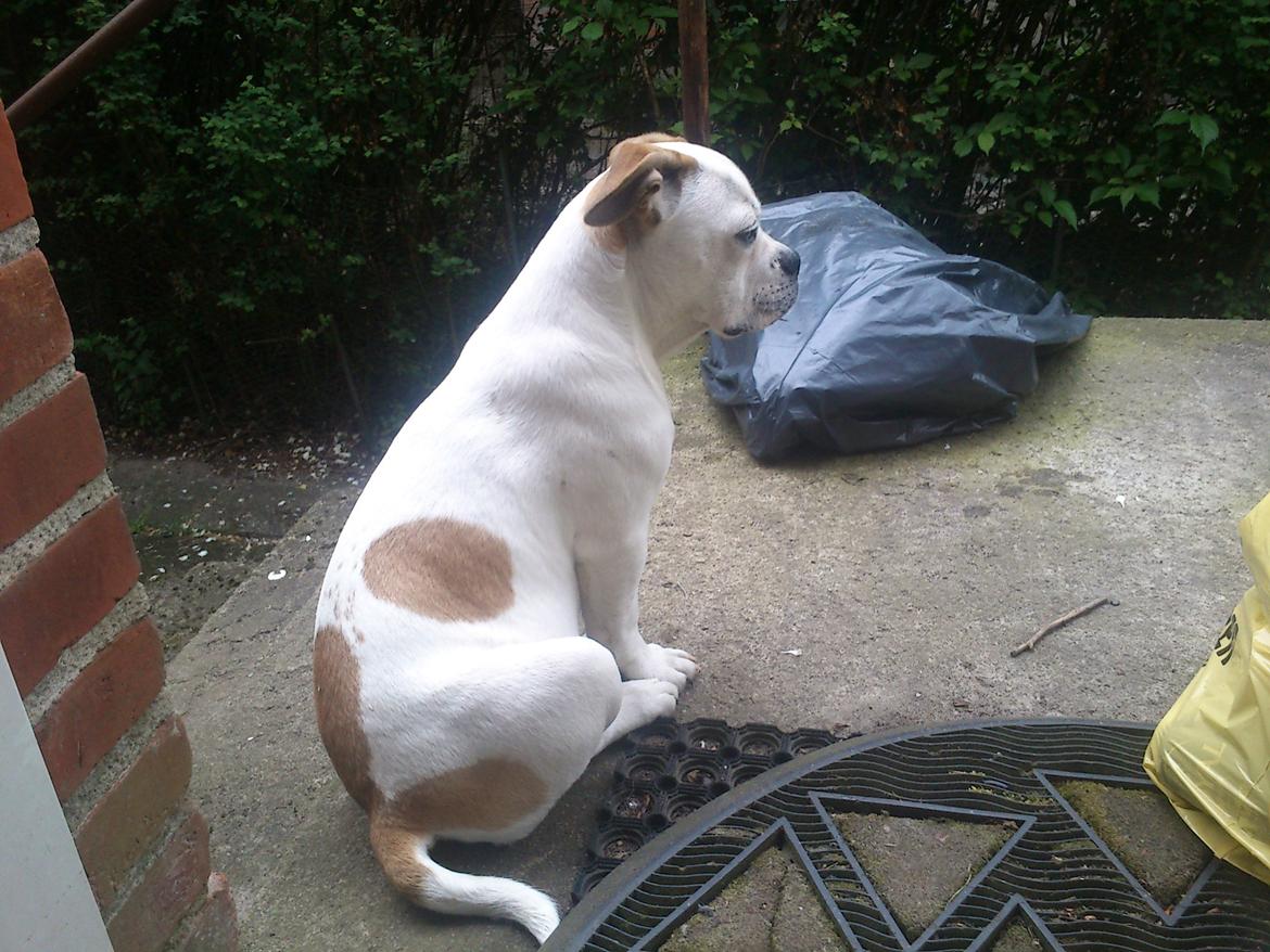 Olde english bulldogge Don - Der er nogen billede 3