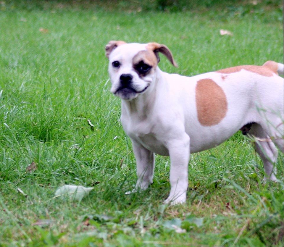 Olde english bulldogge Don - Haha total grineren og være hos Onkel Lars billede 5