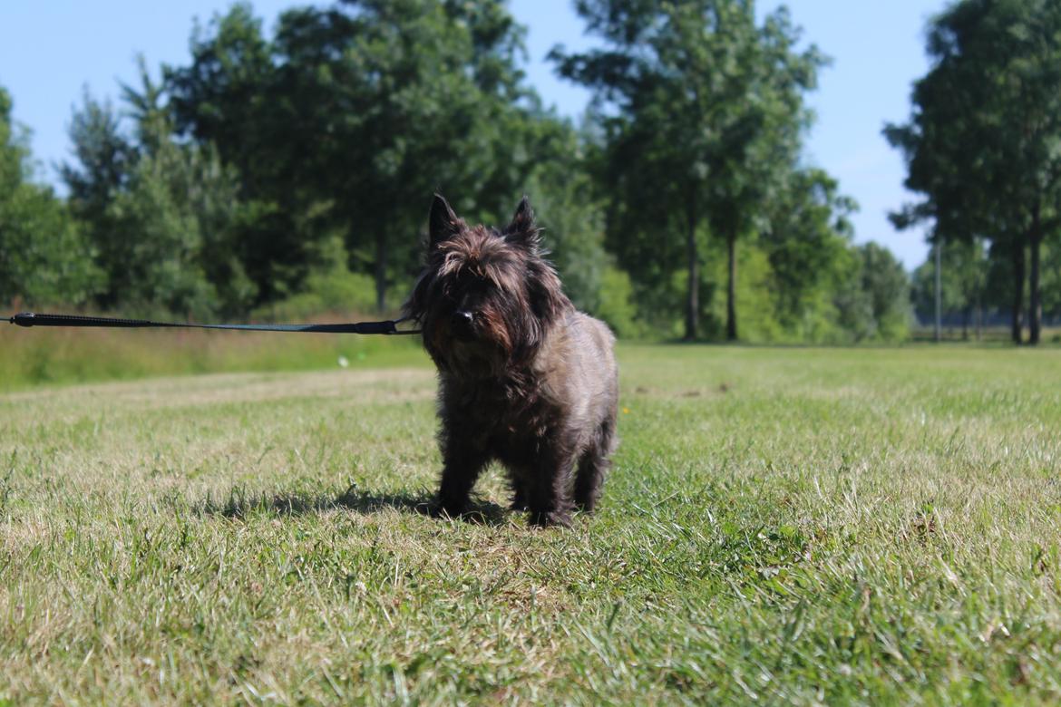 Cairn terrier Tyson (passerhund) billede 2