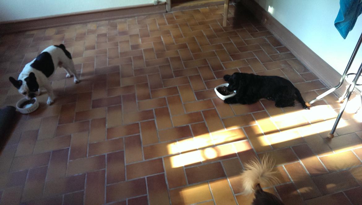 Fransk bulldog Hund billede 18