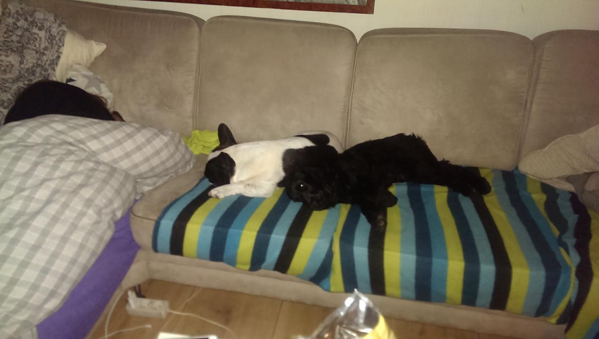 Fransk bulldog Hund billede 19