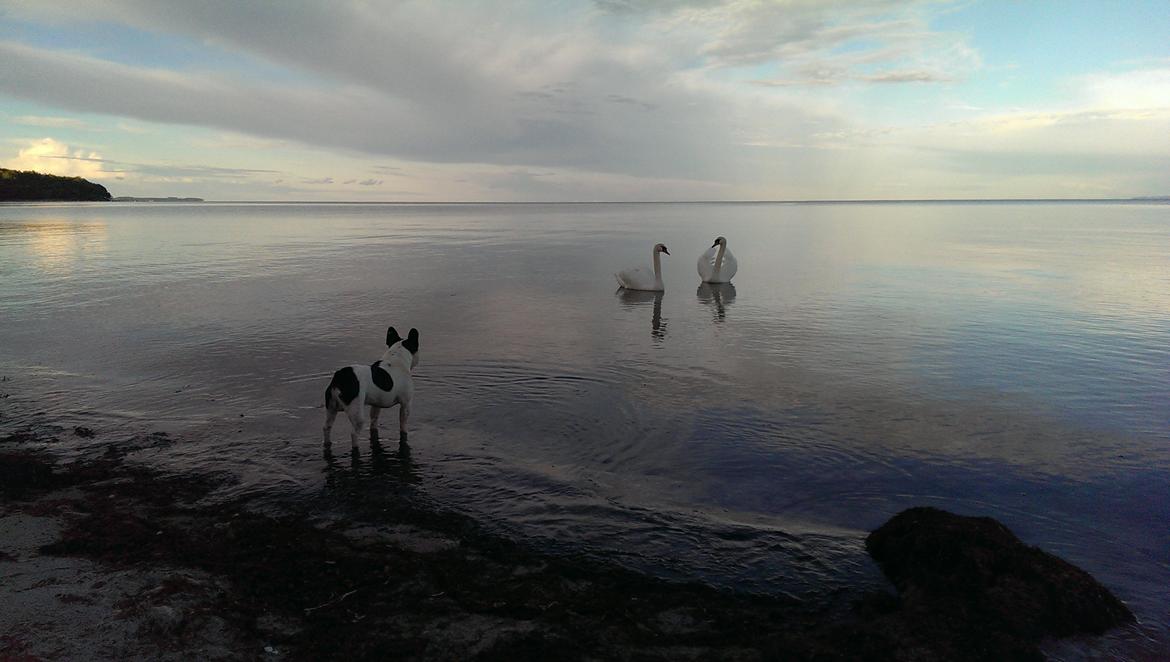 Fransk bulldog Hund billede 20