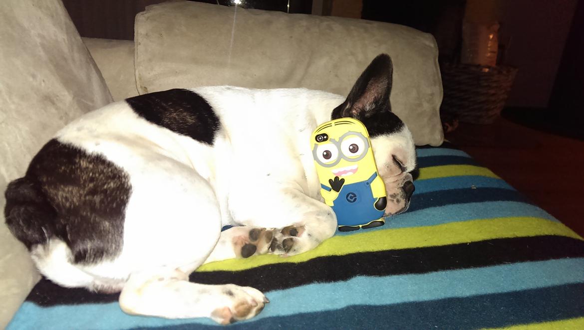 Fransk bulldog Hund billede 21