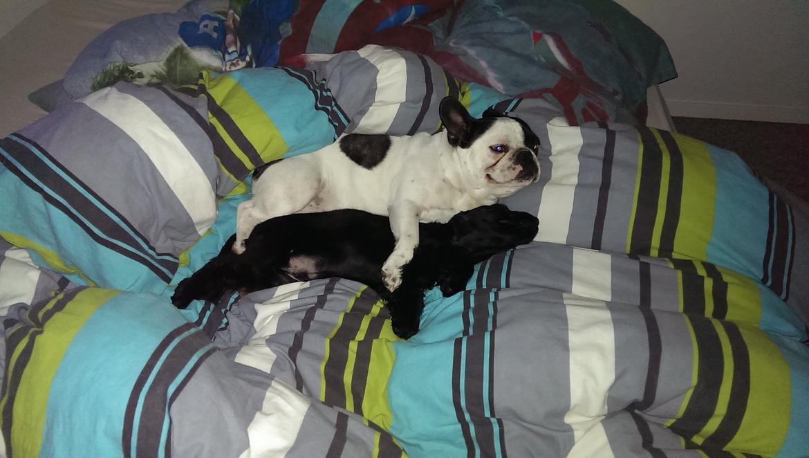 Fransk bulldog Hund billede 22