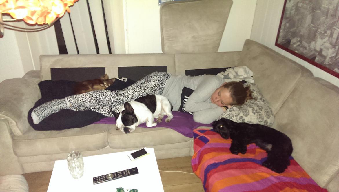 Fransk bulldog Hund billede 23