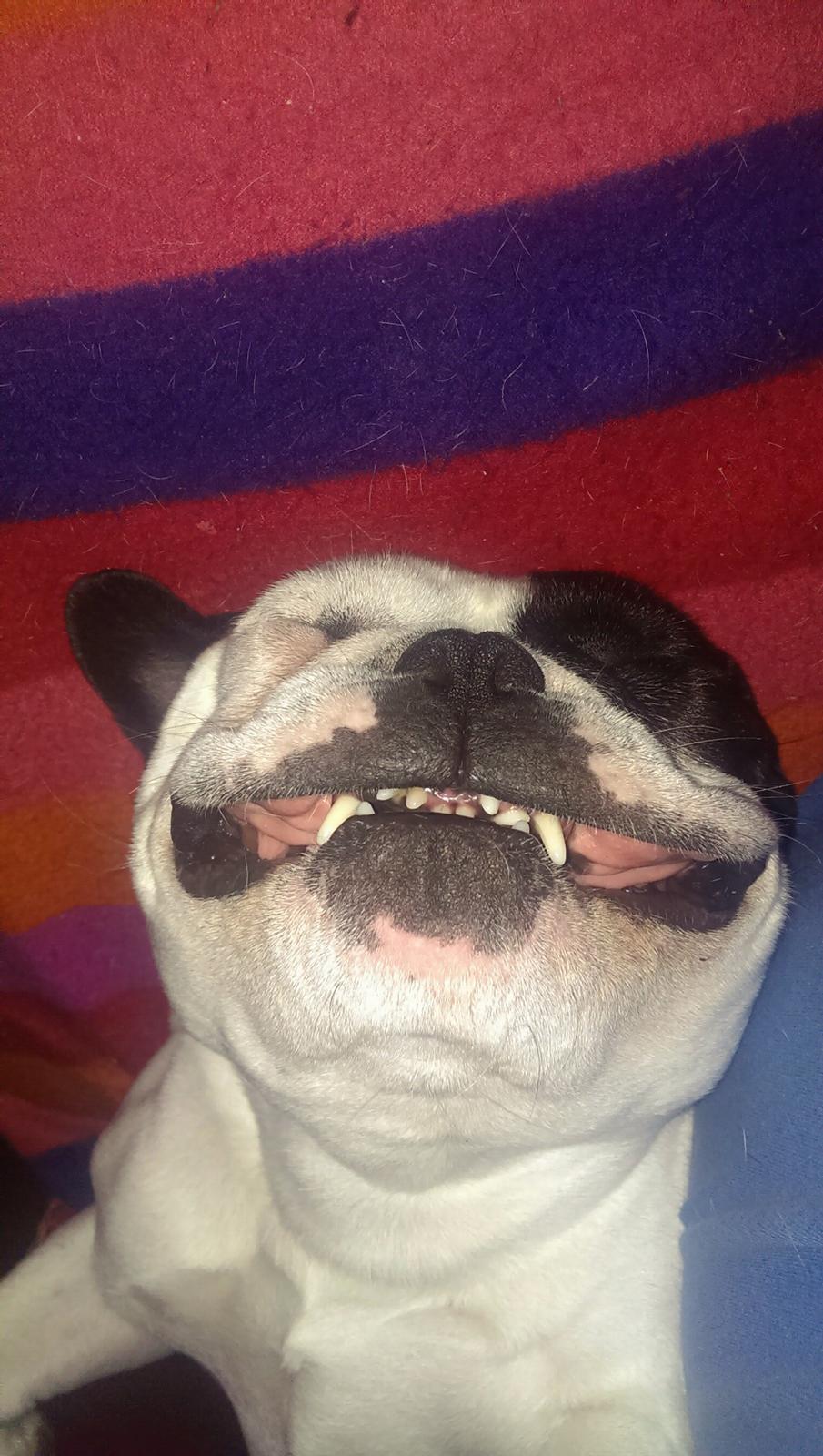 Fransk bulldog Hund billede 24