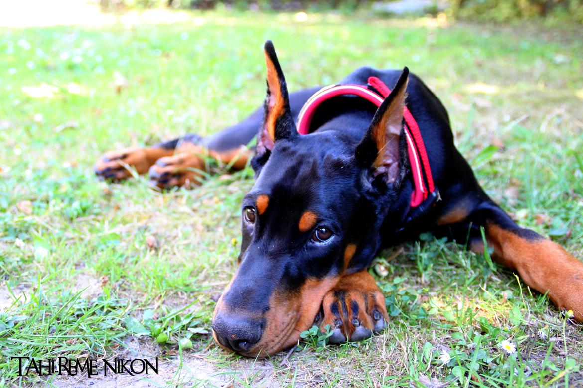 Dobermann Tahi-réme Nikon / Nooka billede 29