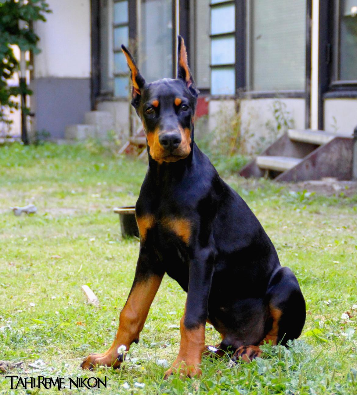 Dobermann Tahi-réme Nikon / Nooka billede 31