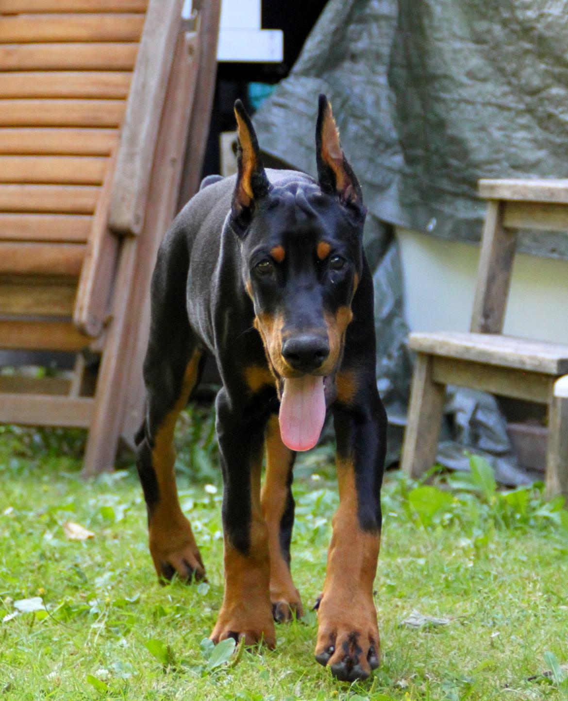 Dobermann Tahi-réme Nikon / Nooka billede 28