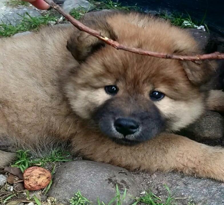 Eurasier Panton billede 1