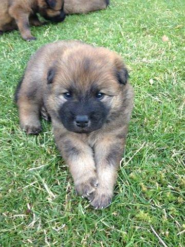 Eurasier Panton billede 2