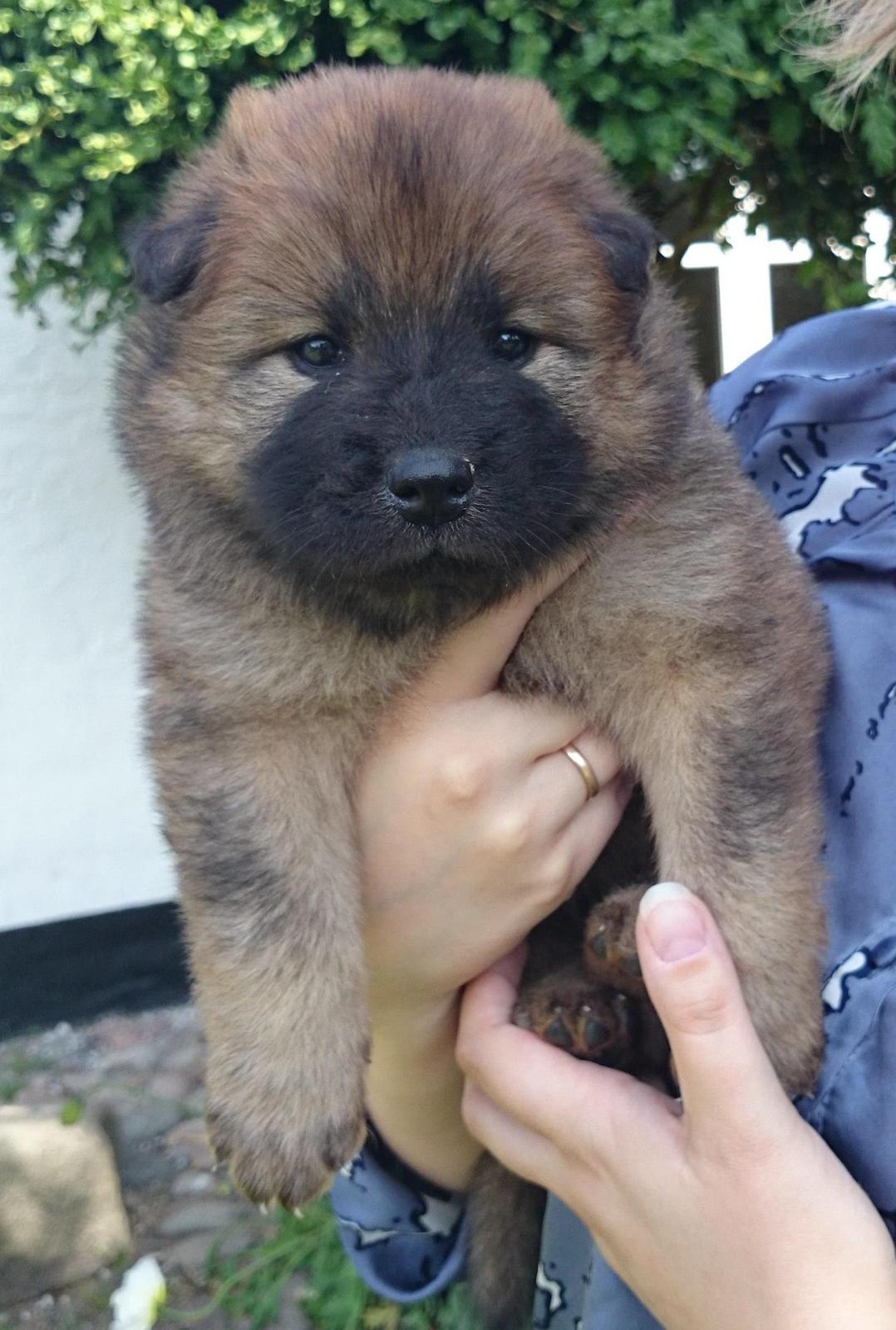 Eurasier Panton billede 3