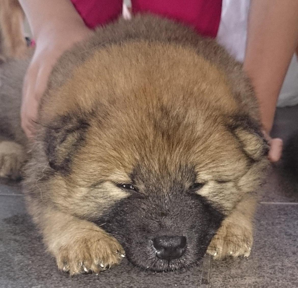 Eurasier Panton billede 4