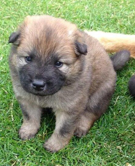 Eurasier Panton billede 5