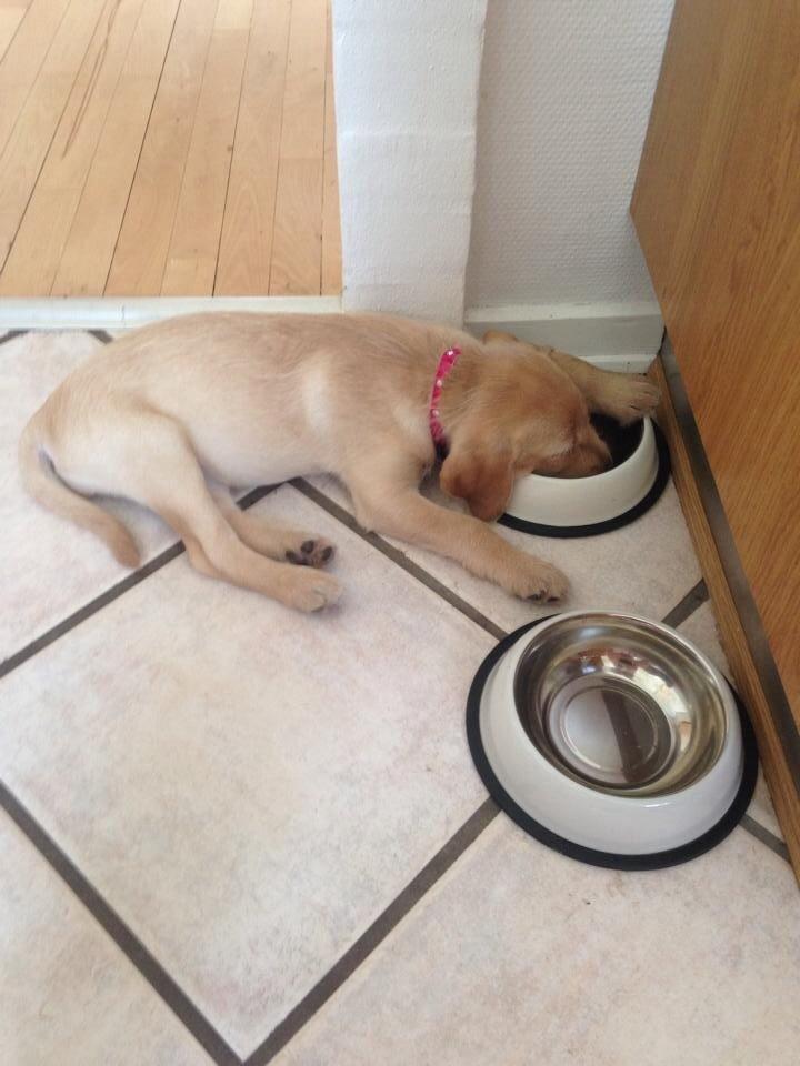 Blanding af racer Milla billede 1