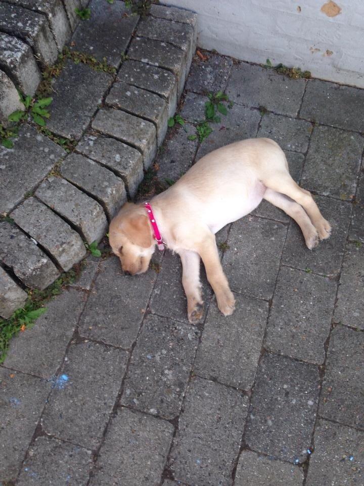 Blanding af racer Milla billede 3