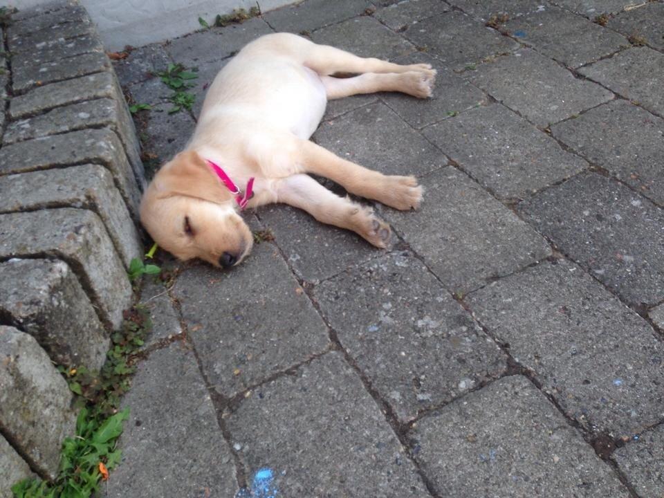 Blanding af racer Milla billede 4