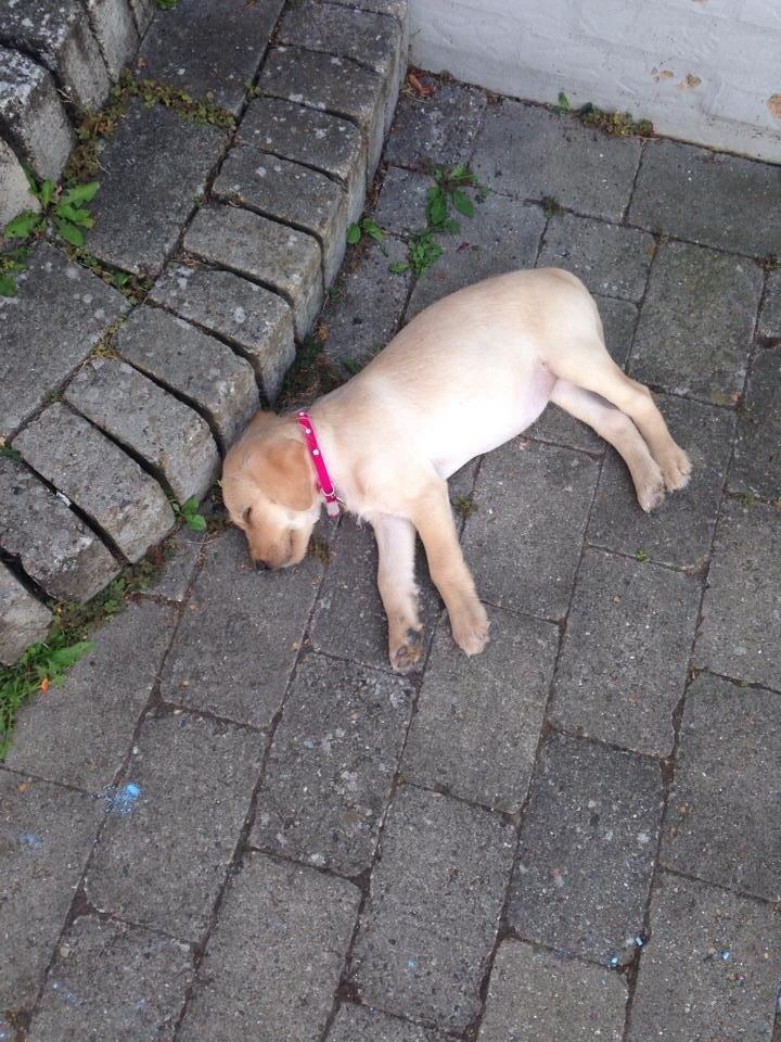 Blanding af racer Milla billede 5