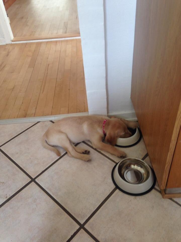 Blanding af racer Milla billede 6