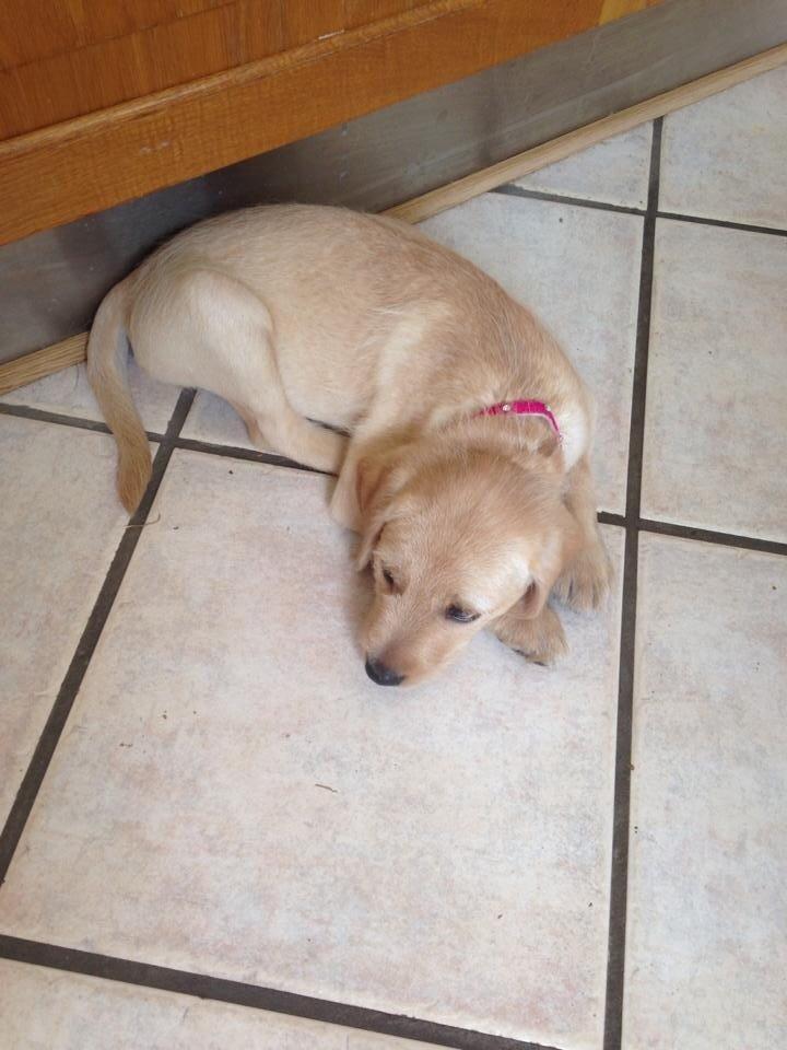 Blanding af racer Milla billede 7