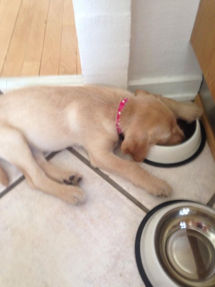 Blanding af racer Milla billede 8