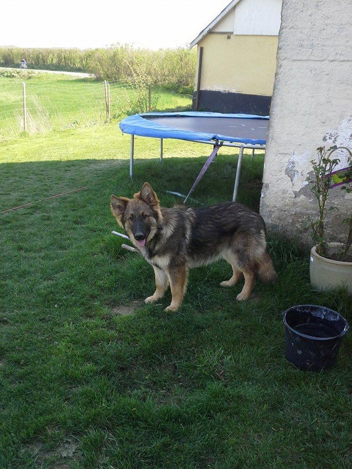 Schæferhund kento billede 7