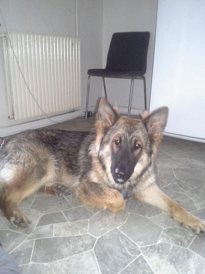 Schæferhund kento billede 8