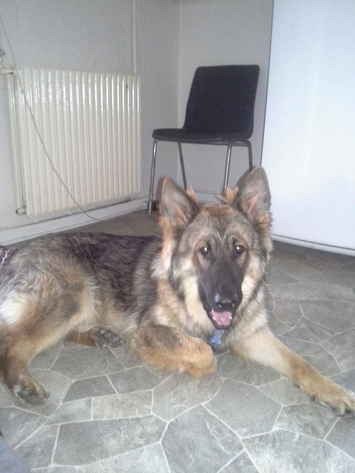 Schæferhund kento billede 9