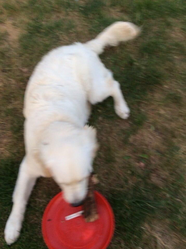 Golden retriever Viggo billede 1