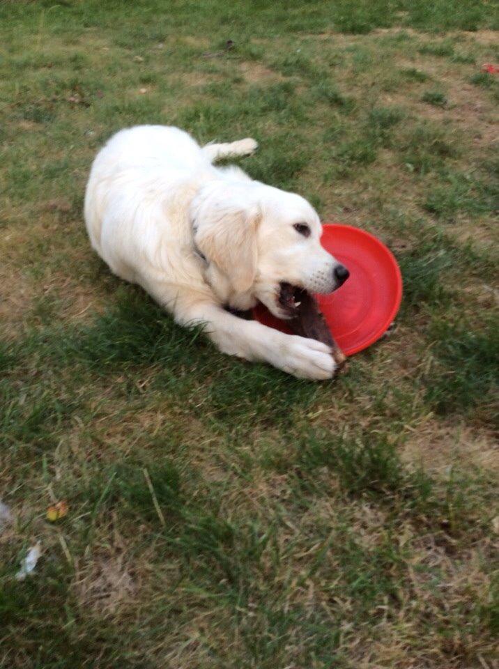 Golden retriever Viggo billede 2