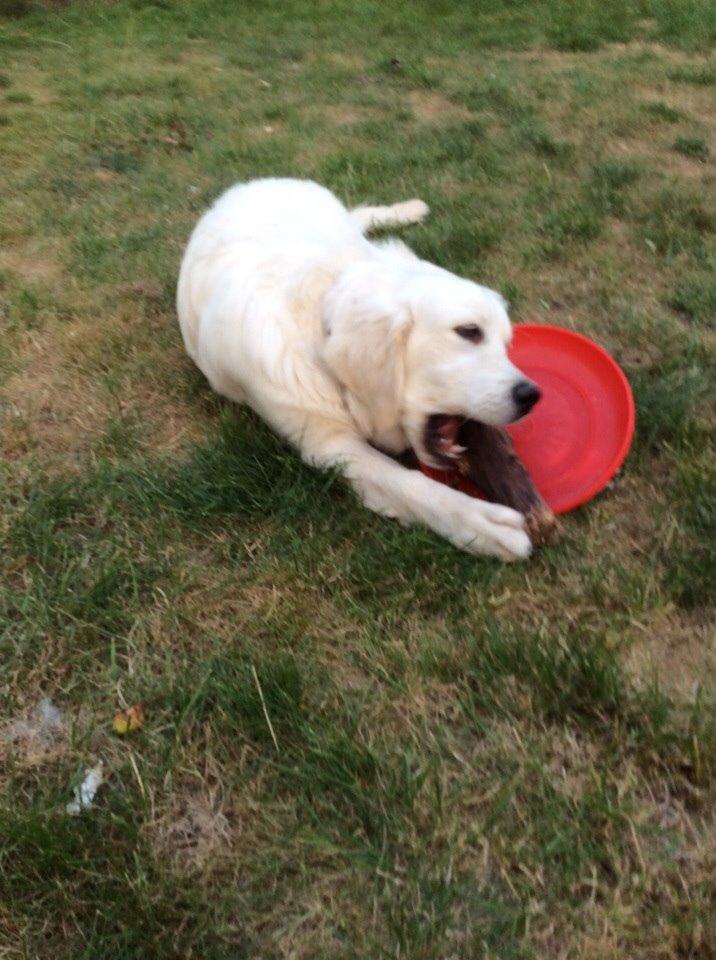Golden retriever Viggo billede 3