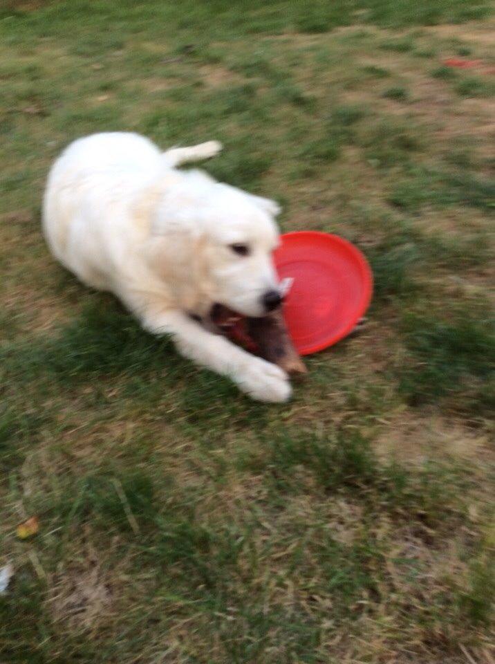 Golden retriever Viggo billede 4